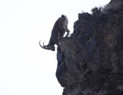 爬山高手——北山羊