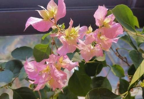  「三角梅开花」大叔养三角梅，花比叶子多，经常浇“这种液体”，年年开满阳台