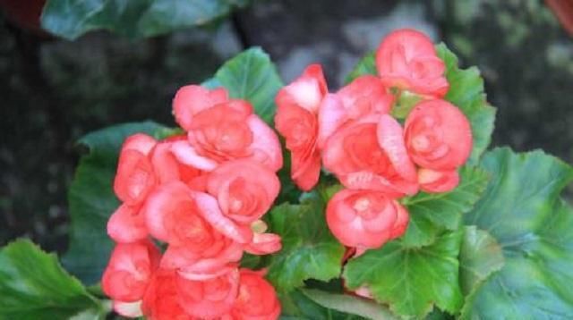  『鲜花』盘点花开四季，花期长达几个月的几种极品鲜花，外形动人还好养活