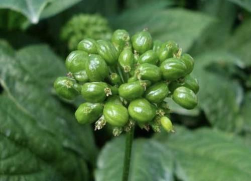  「植物」1种野生的植物，常被称为“人参花”，遇见是幸运，1斤能卖“60”