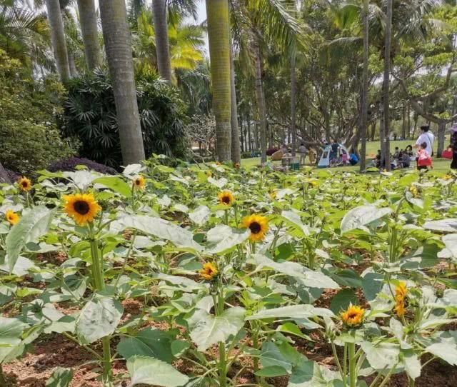 公园的向:超罕见白色、黑色向日葵!8千㎡花海!就藏在珠海市区!