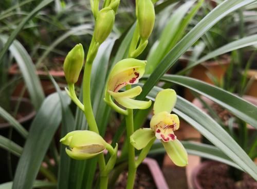  盆土@养兰花盆土老是有虫？简单4招，盆土不招虫，不停蹭蹭冒新芽