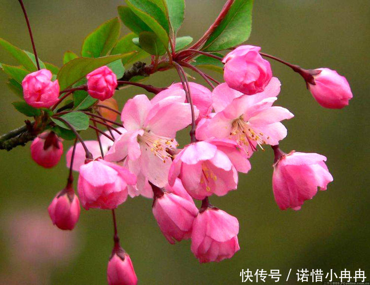 农村一种植物，盆栽做成盆景很漂亮，果实可以食用，农民也爱吃