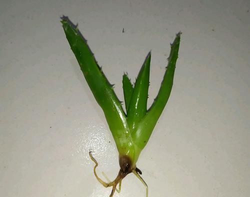  图解■图解盆栽芦荟常见的5种烂根方式，芦荟烂根了怎么办？