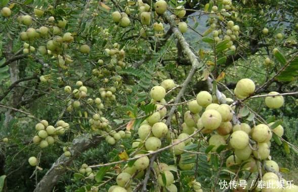  「产量」农村有种水果产量大，天天吃也摘不完，城里卖30一斤却