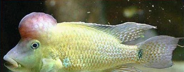  #水族市场上#美洲慈鲷之美，您细品