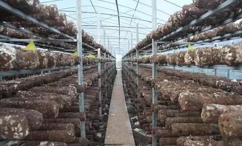  香菇种植■亩产达4万斤，晒干60元一斤，已经有人种植成功，可借