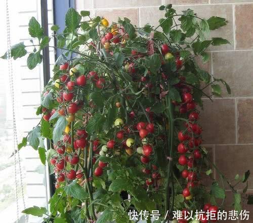 「一大」阳台种西红柿,3分钟就学会,一棵结5斤,一摘一大筐,少出门买菜