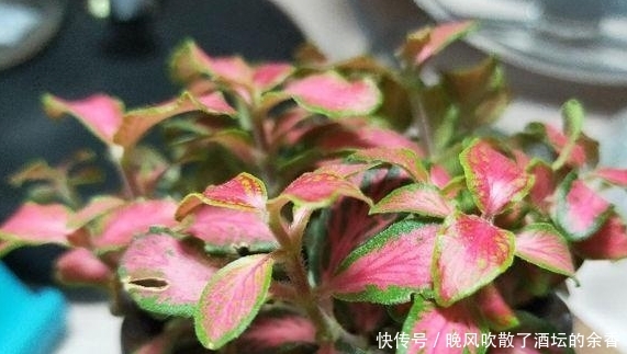 究竟:风靡一时的网纹草,究竟该怎样种植呢?