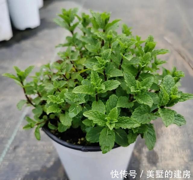  「水果鼠尾草」6种香香花，厨房客厅都能养，闻着香吃着也香，摘一把长10盆！