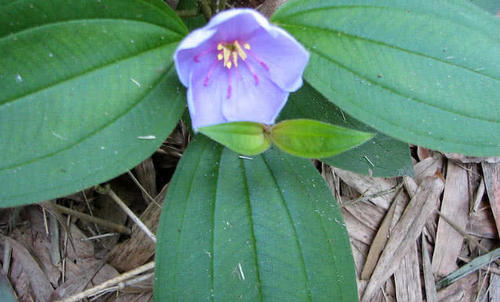 农村这种野生植物不但果实味道爽甜，价值用也很多，你有见过没