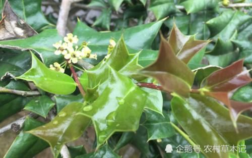  「便是」此树便是珍贵的“八角刺”，常生于低山坡，请谨记外貌