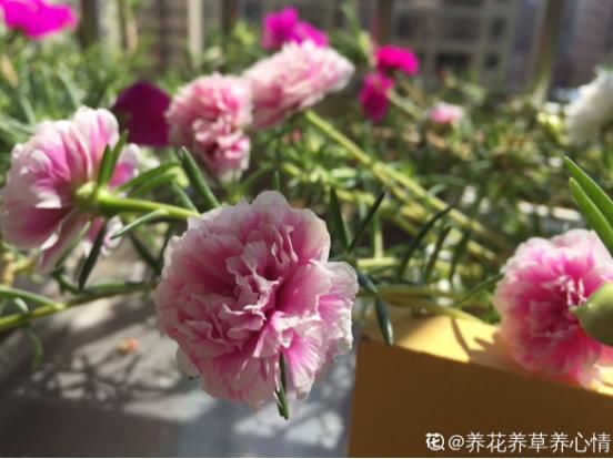  [剪下来]扦插最好活的花，枝条沾土就生根，不出俩月准爆盆