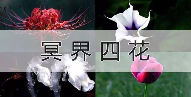  「冥界」传说中的，冥界四花，你知道是那四花吗？