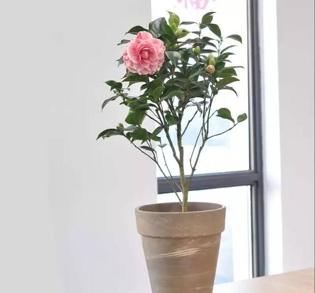  #阳光充足的环境#100种常见开花植物的养护要点与花期，快来看看有没有你喜欢的