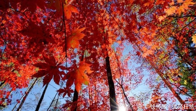 秋天的美无可比拟，这十五处秋色是中国最美的景色所在