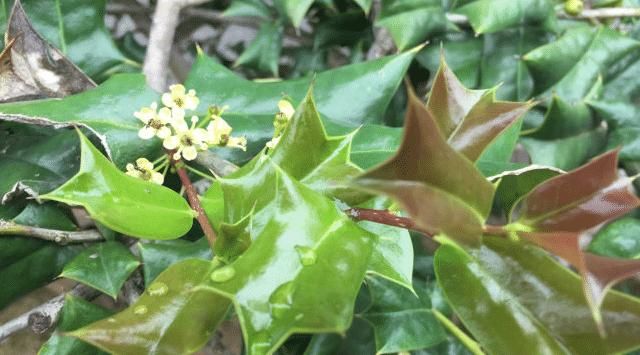  「植物」它“叶片”带刺，却价值极高，您若遇见，请切勿不当回事