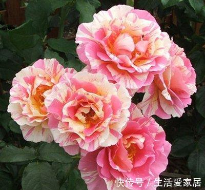  『艳丽』喜欢在家中养护花卉，就养护花期长，花色艳丽，妖娆的花卉，漂亮