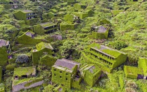  【小山村】中国最“神奇”的4棵树，每一颗都非常“罕见”，广东的在地铁口