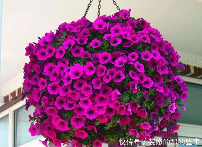 "opstate":"0“悬挂”养的4种花,不占空间,好管理,养成花球太美丽