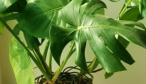  『细节』龟背竹的养殖方法和注意事项,分享三个重要细节,蹭蹭长,开背快