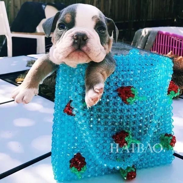 省钱| 还买什么奢侈品!奶奶辈的包包现在拎起来超时髦!