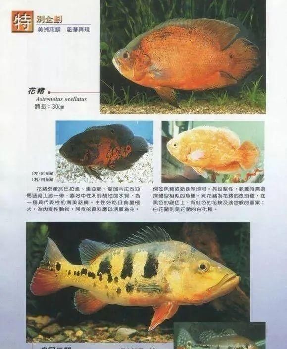  #水族市场上#美洲慈鲷之美，您细品