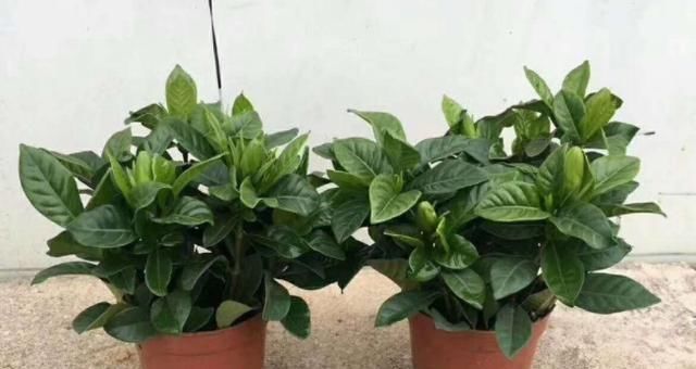  黄叶：栀子花黄叶、掉蕾，开花数量变少，学会这几招，繁花似锦没问题