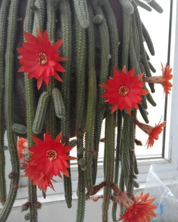  「还要」4种仙人掌植物“爱开花”，一开一大片，比蟹爪兰还要好看！