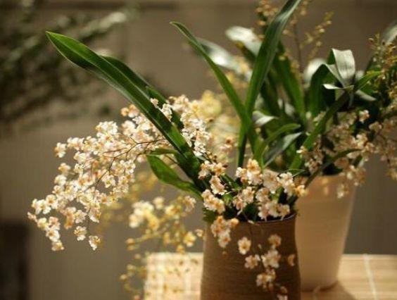  『妖娆』喜欢在家中养护花卉，就选5种花卉，花色艳丽、花期长，妖娆优雅