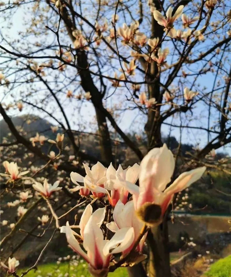 3月,低调六安意外爆红!一组照片,全国人民都被美哭了!【2020热门旅游景点】