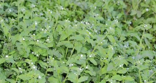  除掉：农村一种野草，被视作“贱草”，但价值却很珍贵，遇见请