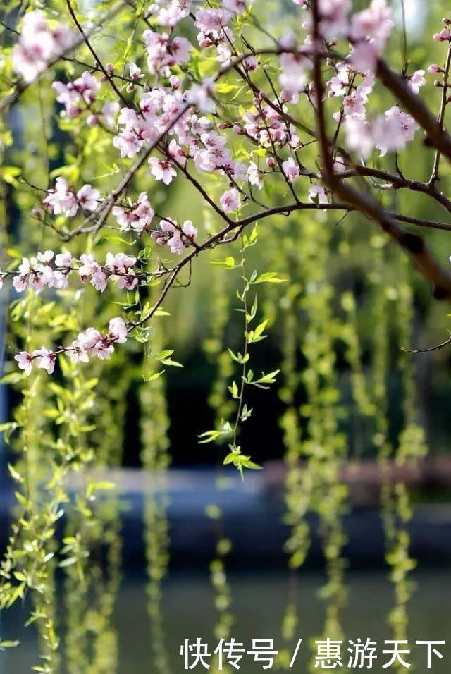 人间三月，桃红柳绿，杏花春雨，最美江南！