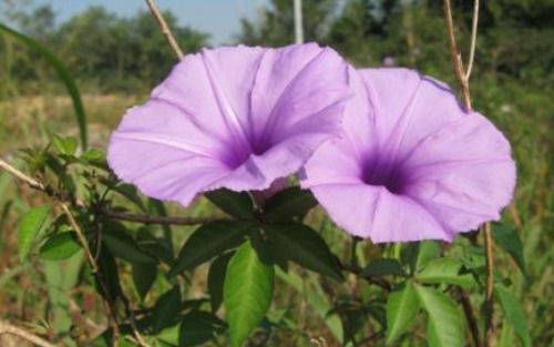  【良药】猪食用可以长膘，所以人们叫它为“母猪藤”，其实是一