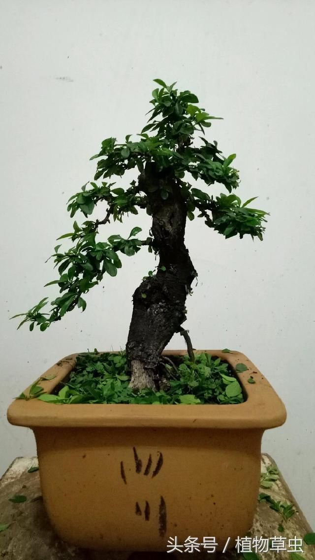 实图分享小叶鼠李盆景剃头理发前后对比图，盆景就该这样折腾