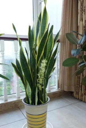  【虎皮】盆里丢点“黑石”，虎皮兰“侧芽”直窜，养一盆旺一盆！