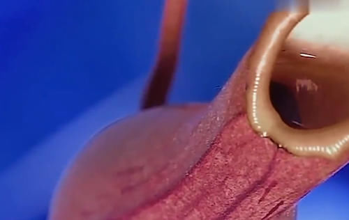 老外把可乐倒进猪笼草里，5天后在一看猪笼草，变化令人很意外！