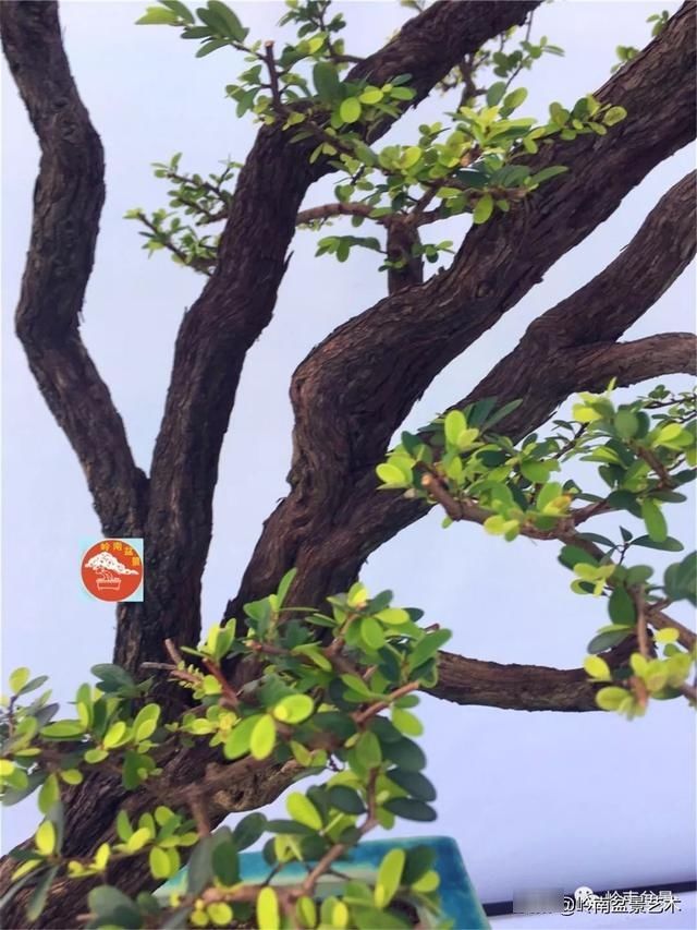  『作品』岭南珍品——山格木盆景