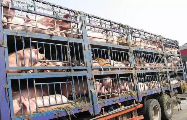 年后猪价10连涨，到底是“有价无市”，还是“无猪可卖”呢？