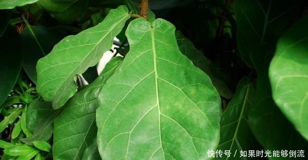 「植物」家中养这4种“绿植”,不仅观赏性大,不开窗也能净化空气!