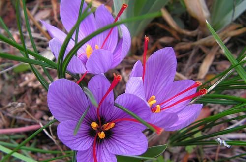  「精致」家养这4款植物，开花艳丽喜庆，日常充满惊喜，家里处处都精致