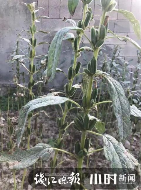  围墙@2米高啊！杭州这群人天天在这翻围墙！往里一望目瞪口呆