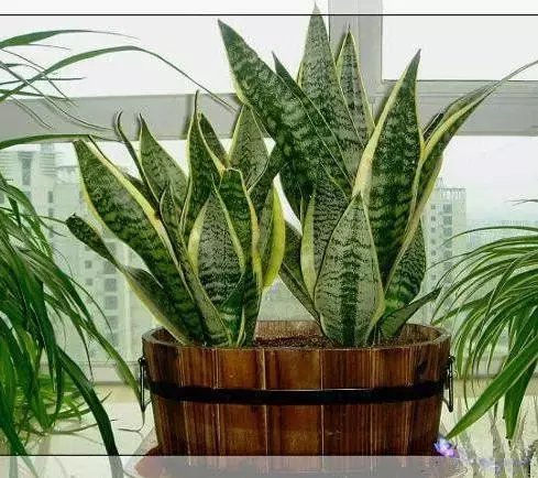  #漂亮#推荐6种漂亮的室内盆栽植物，瞬间提升家居品质！