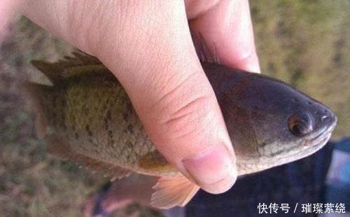  [鉴定]水库中钓了条鱼，看起来很像“过山鲫”，有钓鱼人认识吗，求鉴定