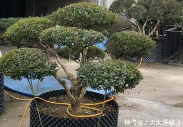  富裕：这3种树放在家里养，株型美观，一盆上万，越养越“富裕”！