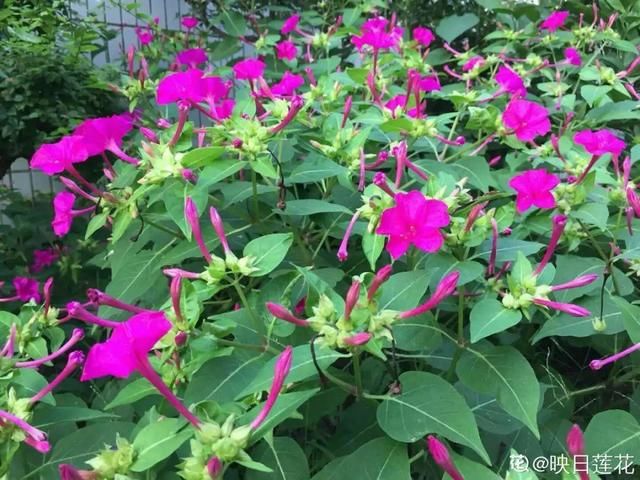 「春天」40种小野花，春天开得正美，挖几棵回家，不用买花了！