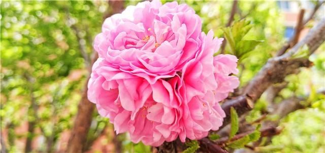  花儿：图集丨?花儿缀满枝头，醉了靖宇山城