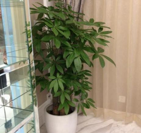  [家里]客厅盆栽发财树黄叶又烂根？抓住3点需求，家里再穷也不怕
