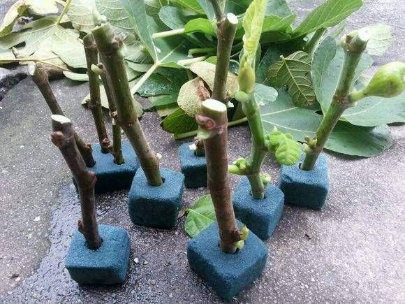  #以进行扦插#9种花，最适合“下雨天”扦插，顶端掐个“叶”，埋土里7天就发芽