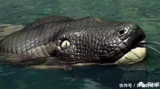 泰坦巨蟒最重有多重 t016c86a9341e3a1d28.jpg